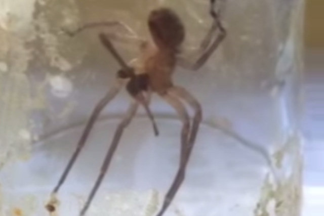 Difícil crer no que faz esta aranha depois que sua pata foi avariada