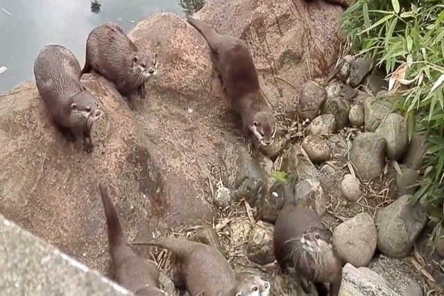 Família de lontras curiosas persegue uma borboleta com sua cabeças se movimentando em uníssono