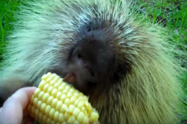 Teddy, o porco-espinho, adora milho verde, mas não gosta de compartilhar