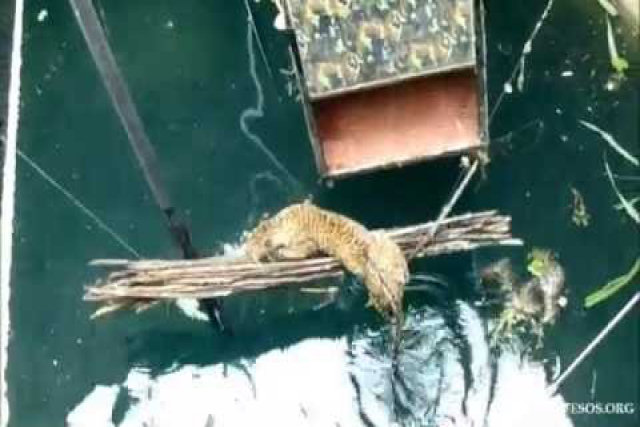 O incrível resgate de um leopardo que caiu em um poço de 18 metros em Junnar, Índia