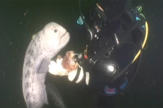 Observe este mergulhador confrontar uma criatura marinha horrível