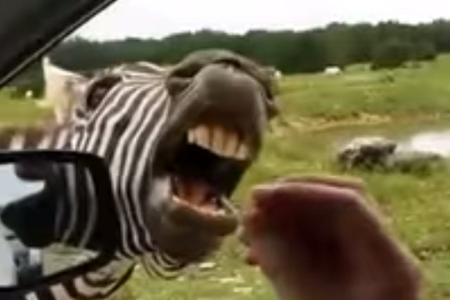 Desafio: ver o vídeo da zebra cantora sem rir