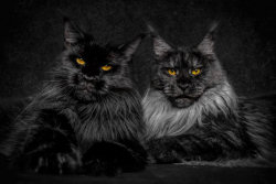 Retratos de gatos Maine Coon que se parecem com criaturas míticas majestosas