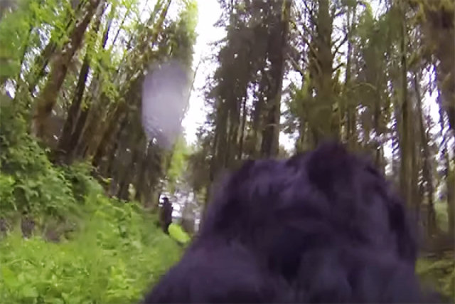 Cão com uma GoPro no lombo poderia ter filmado um pé-grande cruzando um bosque
