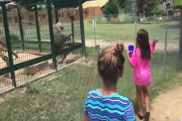 Menina atinge babuíno com comida, babuíno atinge menina com caca