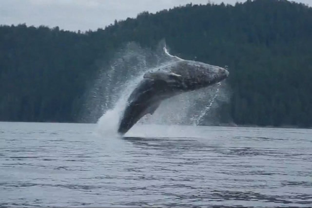 Canoístas tiveram um encontro bem de perto com baleias jubarte