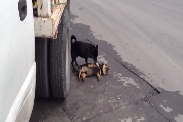 Vídeo mostra cão desesperadamente tentando ressuscitar amigo atropelado por um carro