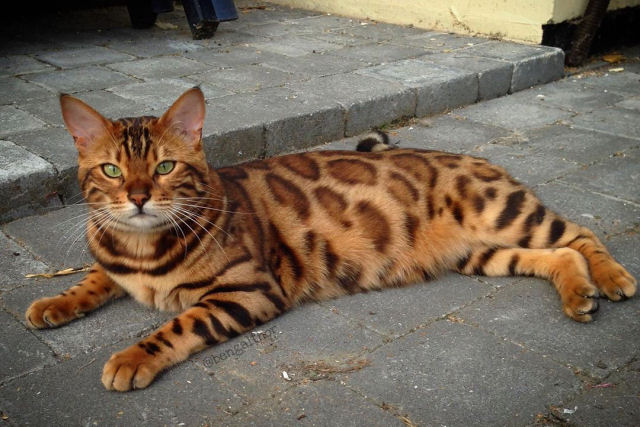 Conhea Thor, o gato bengal que  toda uma celebridade no Instagram