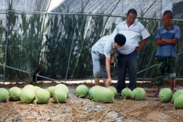 Pé de melancia rendeu 131 frutas em uma só colheita e estabelece novo recorde mundial