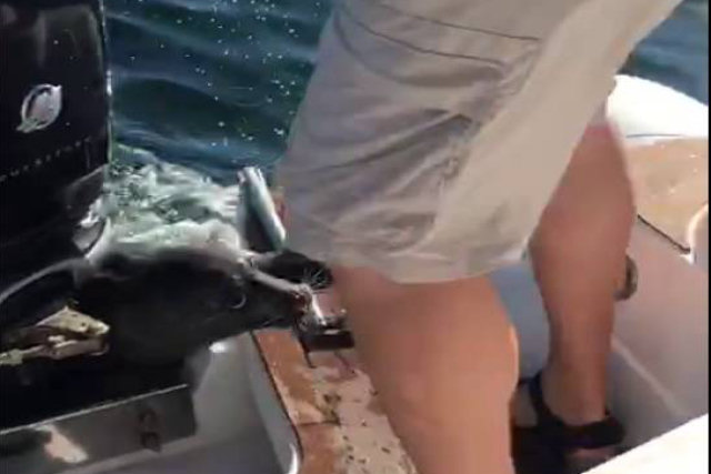 Foca salta para dentro de barco para escapar de orcas