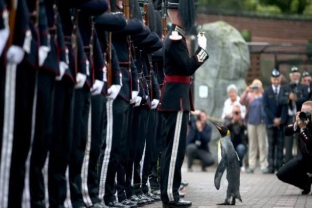 Pinguim Cavaleiro foi promovido a Brigadeiro pela Guarda Real da Noruega