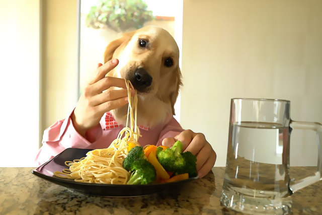 Chef canino aprecia uma sofisticada refeição