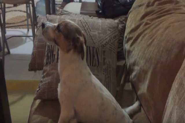 Veja a divertida reação deste cão quando vê um filme de terror
