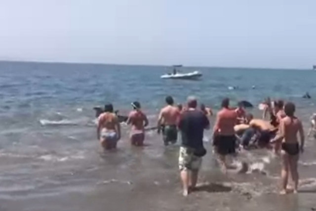 Grupo de baleias quase encalha em ilha espanhola