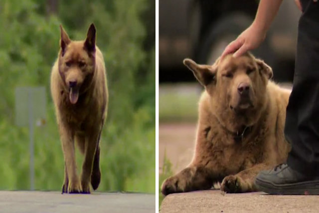 A cada dia este velho cão caminha 6,5 km até o povoado para saudar as pessoas