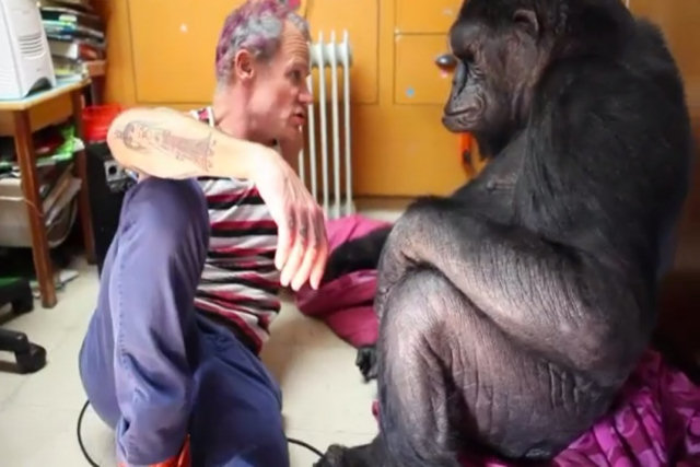 A gorila Koko teve aulas com Flea dos Rede Hot Chili Peppers e agora pode tocar baixo