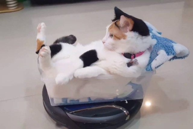 Gato passeia confortavelmente pela casa em um robô aspirador