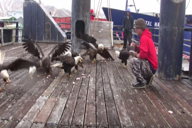Pescador alimenta algumas águias e quando a câmera gira... a cena é inquietante!