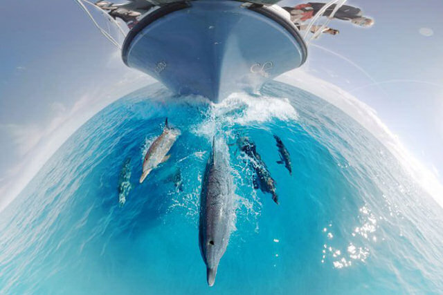 Vídeo subaquático em 360º permite nadar com golfinhos