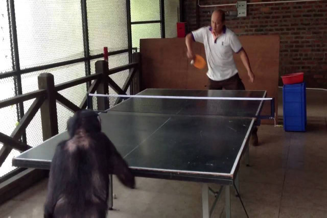 Falso ou verdadeiro? Chimpanzé jogando ping pong como um profissional