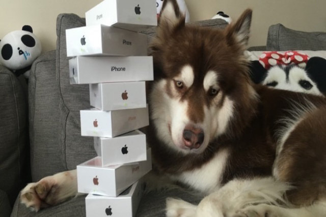 Riquinho chinês, filho de um bilionário, presenteou 8 iPhone 7s a seu cão