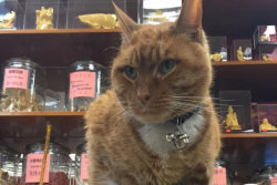 Gato trabalha há 9 anos em uma loja sem tirar um dia de férias