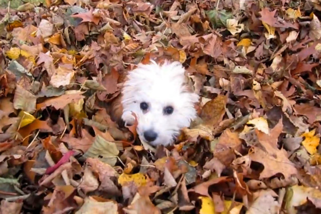 A alegria dos cães nas folhas secas de outono