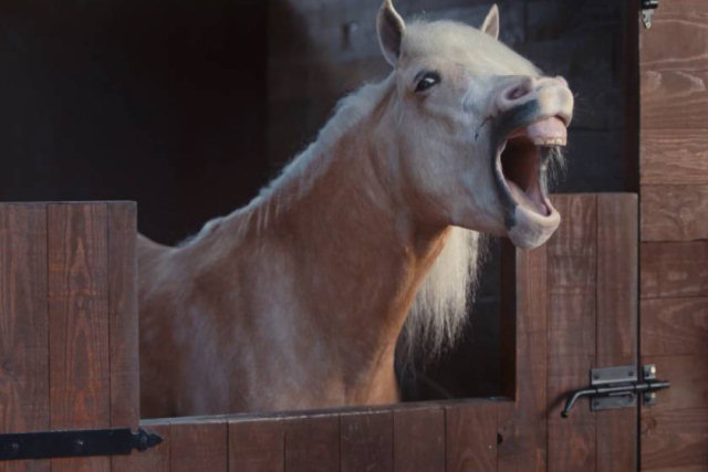 Cavalos riem histericamente de motorista barbeiro em um hilário comercial alemão