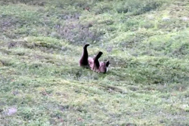 Turistas flagram grande urso-cinzento se divertindo a beça no Alasca