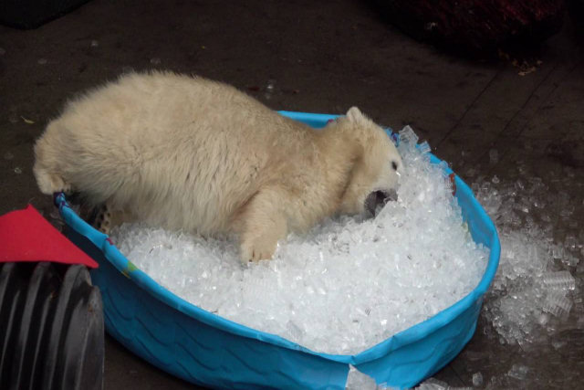 Urso polar jovem brinca na piscina infantil com gelo