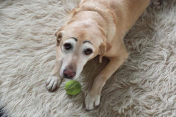 15 engraçados cães com sobrancelhas