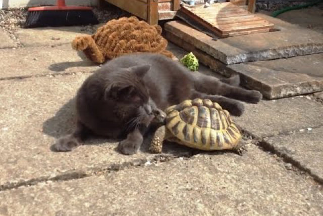 Gatos versus tartarugas