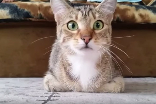 As reações de um gatinho assistindo filme de terror