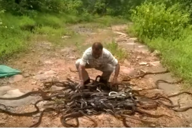 Homem liberta quase 300 cobras e não lhe fazem nada