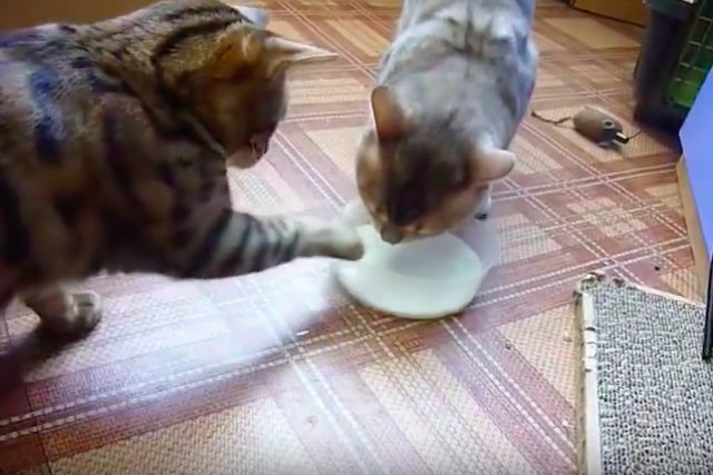 A briga entre gatos mais educada que você já viu