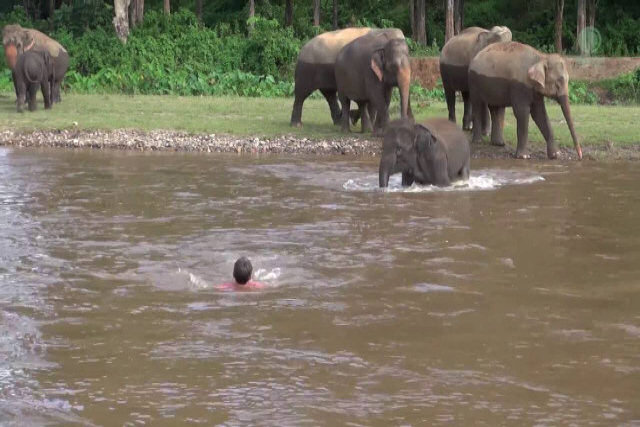 Elefantinha corre para resgatar seu humano favorito por achar que está se afogando