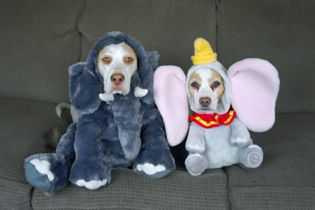Irmãos beagles desfilam seus muitos trajes de Halloween