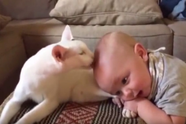 Não sabiam como reagiria seu gato adotado ao conhecer o bebê, veja o que ocorreu