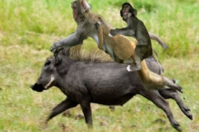 Os caçadores da savana que treinavam macacos para montar javalis e levá-los até suas redes