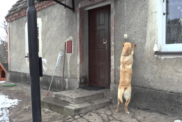 Cadela inteligente toca a campainha quando ela quer ir para dentro de casa