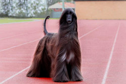 Esta espetacular cadela galgo afegão definitivamente frequenta melhor cabeleireira do que eu