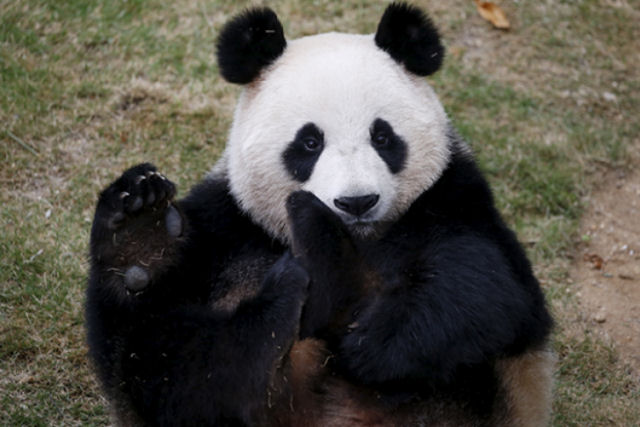 Um imprudente jovem recebe uma surra em um zoológico na China