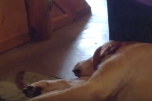 Família filma seu labrador roncando de forma hilariante durante o sono