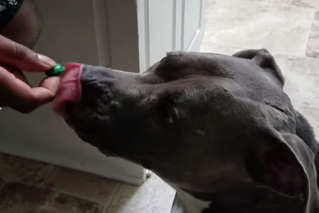 Cão reage hilariamente a degustação de bala super azeda