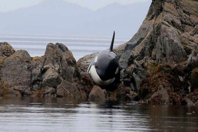 Emocionante resgate de 8 horas para salvar uma orca encalhada nas rochas