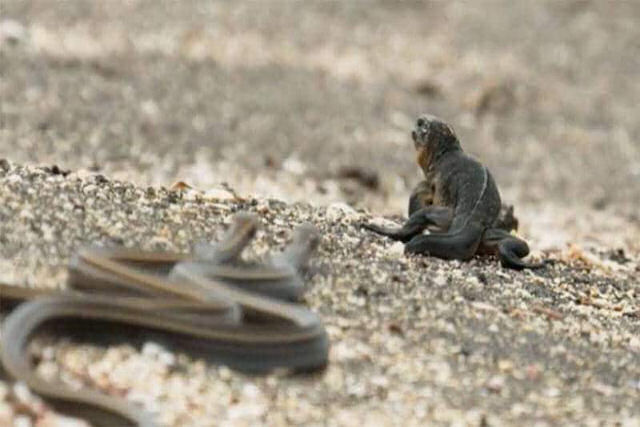 BBC libera versão HD da épica cena de perseguição do iguana