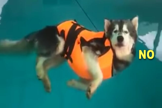 Ao que parece este husky devia aprender a nadar, mas ele tinha um melhor plano