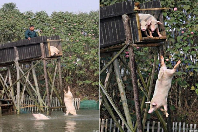 Camponês chinês construiu um trampolim de 3 metros para manter seus porcos saudáveis e mais saborosos