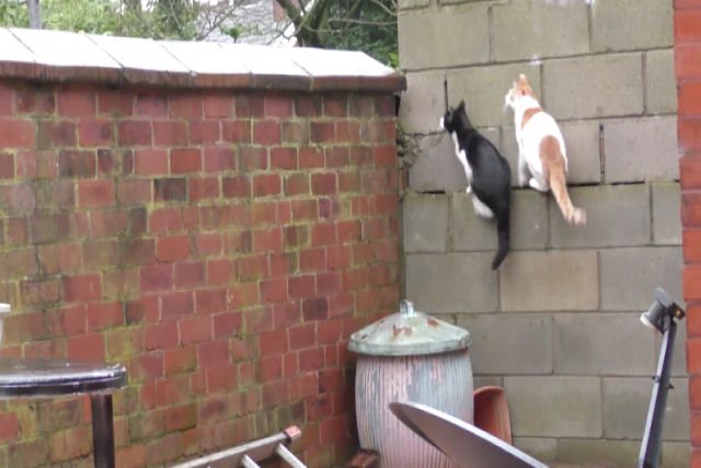 Estes dois gatos fazem saltos perfeitamente sincronizados para subir no muro
