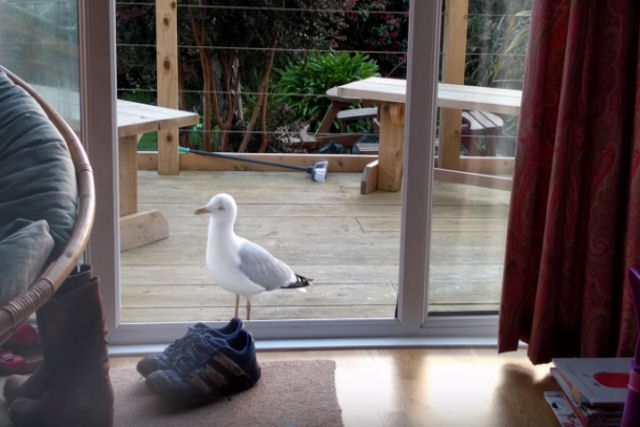 Parece que a gaivota entra na casa por engano, mas ela sabe muito bem o que está fazendo